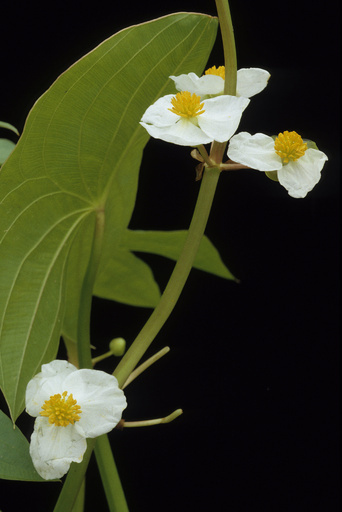 3800年前の根菜を発見、先住民が栽培 カナダ