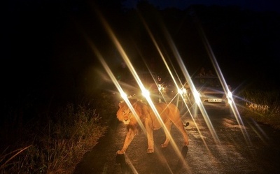出張サービス？路上にライオンで渋滞発生、ケニア・ナイロビ