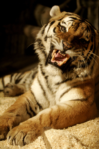 ヨーロッパ最高齢のトラ、危険を伴う爪のお手入れ - スロバキア