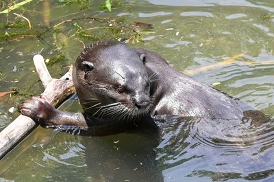 カワウソが川下りの女性ら襲撃、激しくかまれ1人病院搬送 米