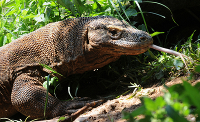 建設作業員、コモドオオトカゲに襲われ大けが インドネシア・リンカ島
