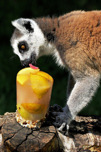 肉の味がする氷で熱波対策、ローマの動物園