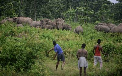 野生のゾウに襲われ中国人技師死亡、インド