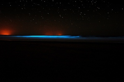 渦鞭毛藻の発光を観察、ウルグアイ沿岸