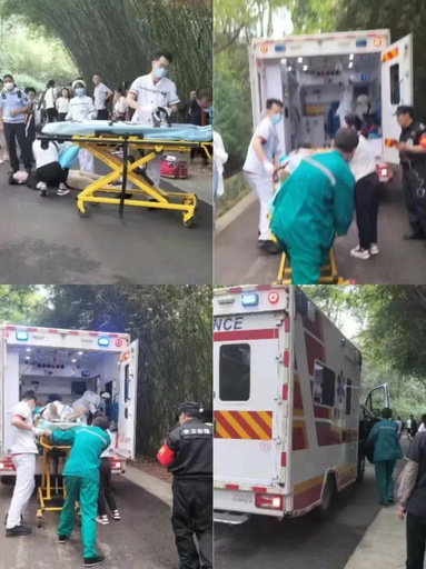 杭州の医療従事者4人が成都パンダ繁育研究基地で人命救助 生涯無料入園ゲストに 中国