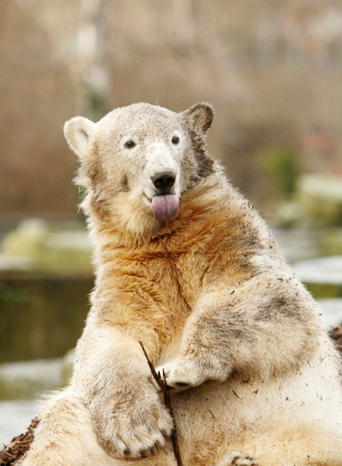 ホッキョクグマのクヌート、ハリウッド進出か？
