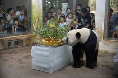 笹と果物の誕生日ケーキでお祝い、中国のパンダ
