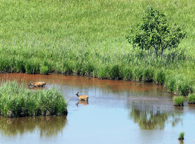 朝鮮半島の自然の宝庫、非武装地帯