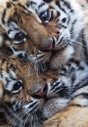 よろしくね、生後2か月の赤ちゃんトラ初お披露目 独