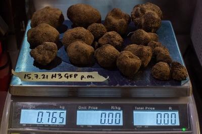 トリュフに賭けた山の農家、国内随一の生産者に 南アフリカ