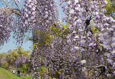 フジ色のとばりが幾重にも 横須賀しょうぶ園で見頃