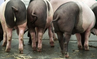 飲酒・マリフアナ吸引のたまり場にブタのふん、英イングランド