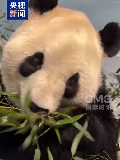 パンダ「福双」、米アトランタ動物園から初の動画