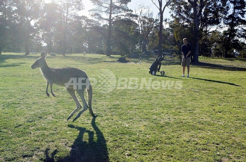 キャンベラのカンガルー400頭、駆除以外に選択肢なし 豪国務省