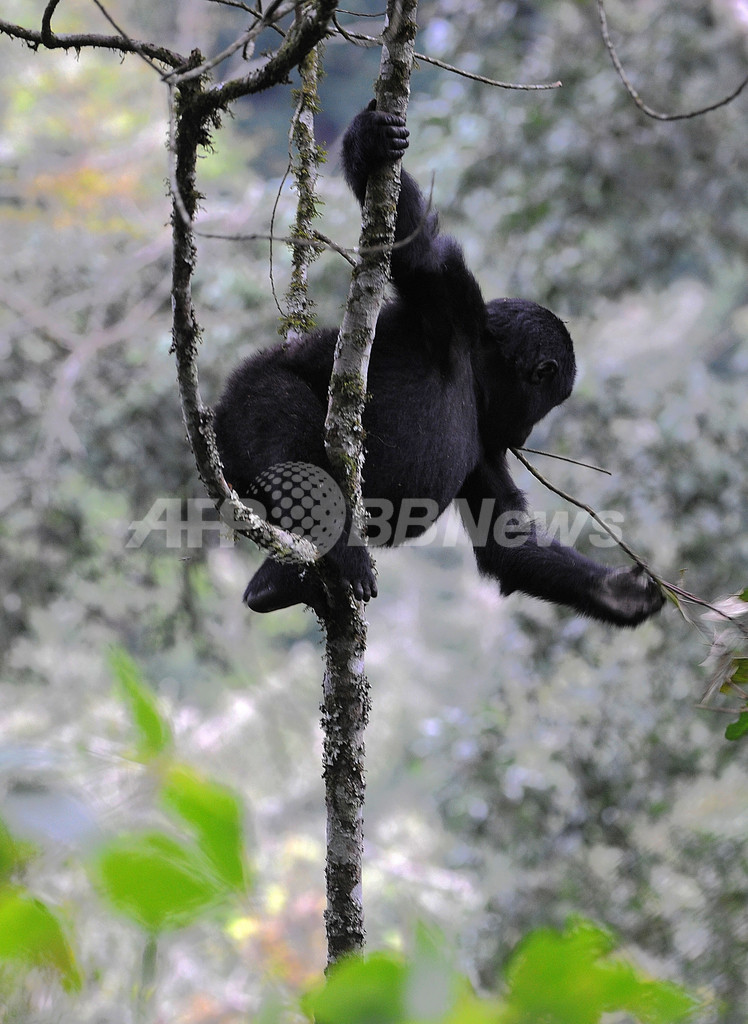 ネット上で野生ゴリラと友達に、「フェースブック」「ツイッター」向けサービスまもなく解禁