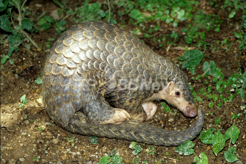 アジアン・ユニコーンなど、ロンドン動物学会の絶滅危惧種リストに追加