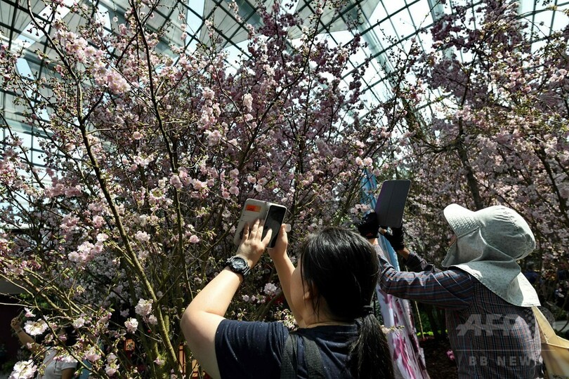 シンガポールで「桜祭り」、日本人会が伝統の踊り