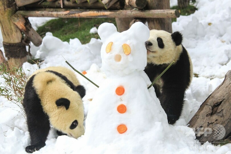 雪のプレゼントに大喜びのパンダ 中国 写真5枚 国際ニュース Afpbb News