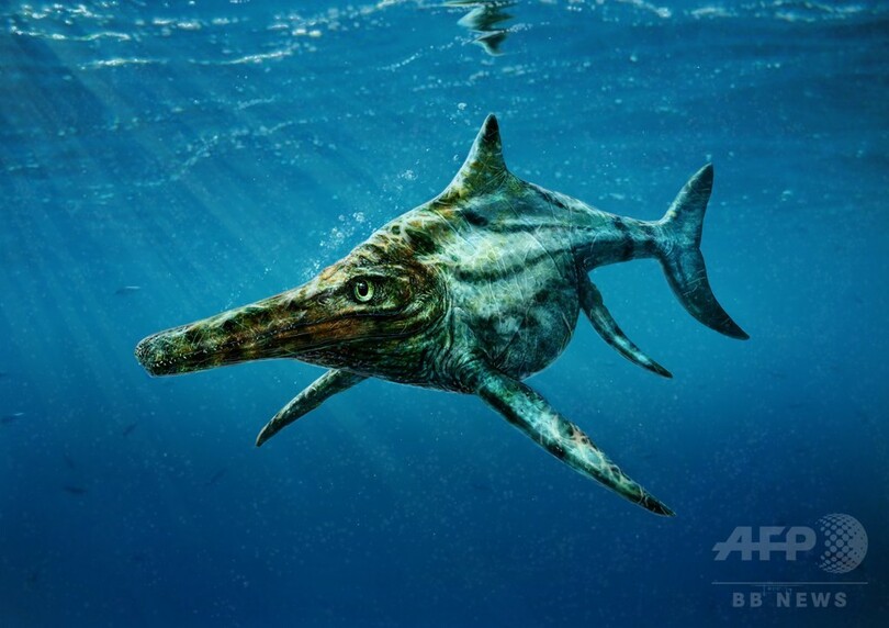 ネッシーの祖先 スコットランドで発見の化石は新種の生物 写真1枚 国際ニュース Afpbb News