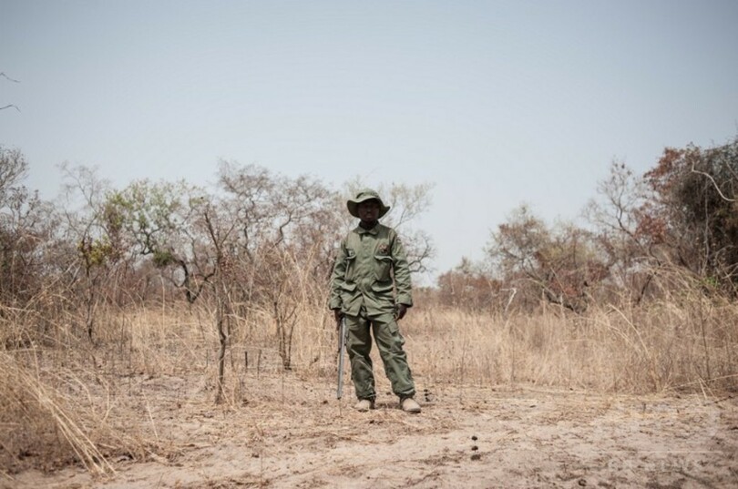 ナイジェリア「最後のライオン」を探して、絶滅の可能性も