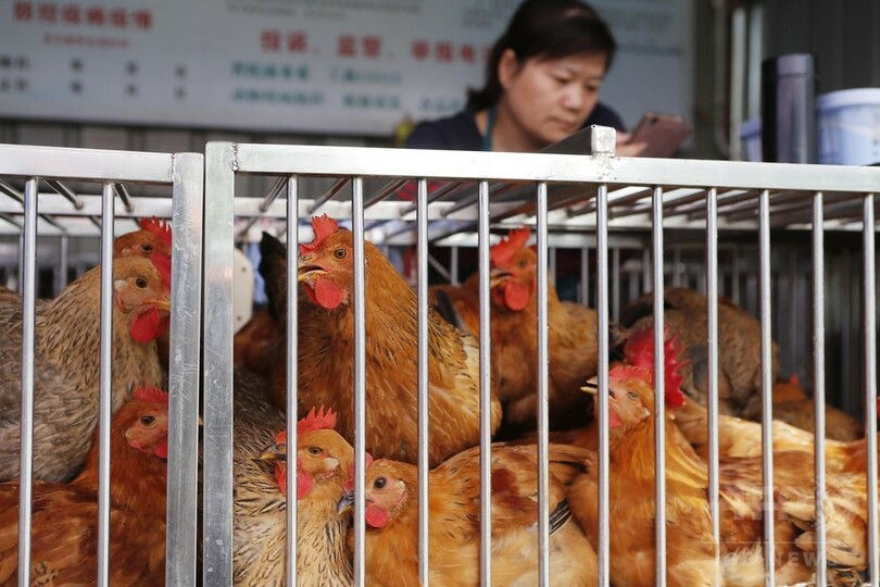 生きた家禽（かきん）の取引、上海で再開