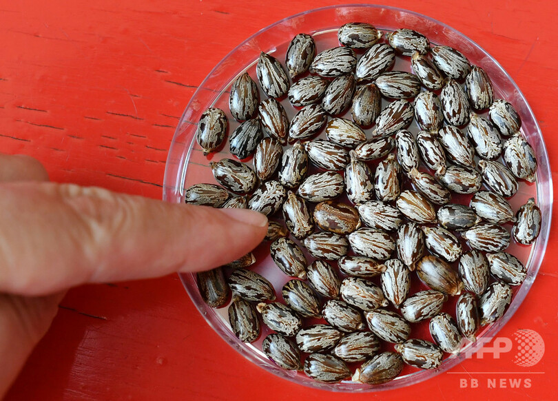 米国防総省宛て不審物、猛毒リシンではなくヒマ種子 容疑者拘束