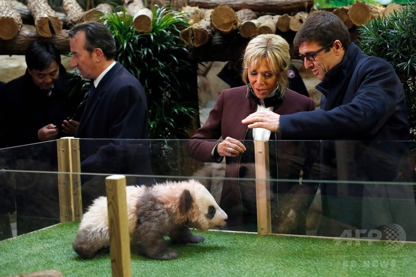 仏で赤ちゃんパンダの命名式 大統領夫人も出席 写真10枚 国際ニュース Afpbb News