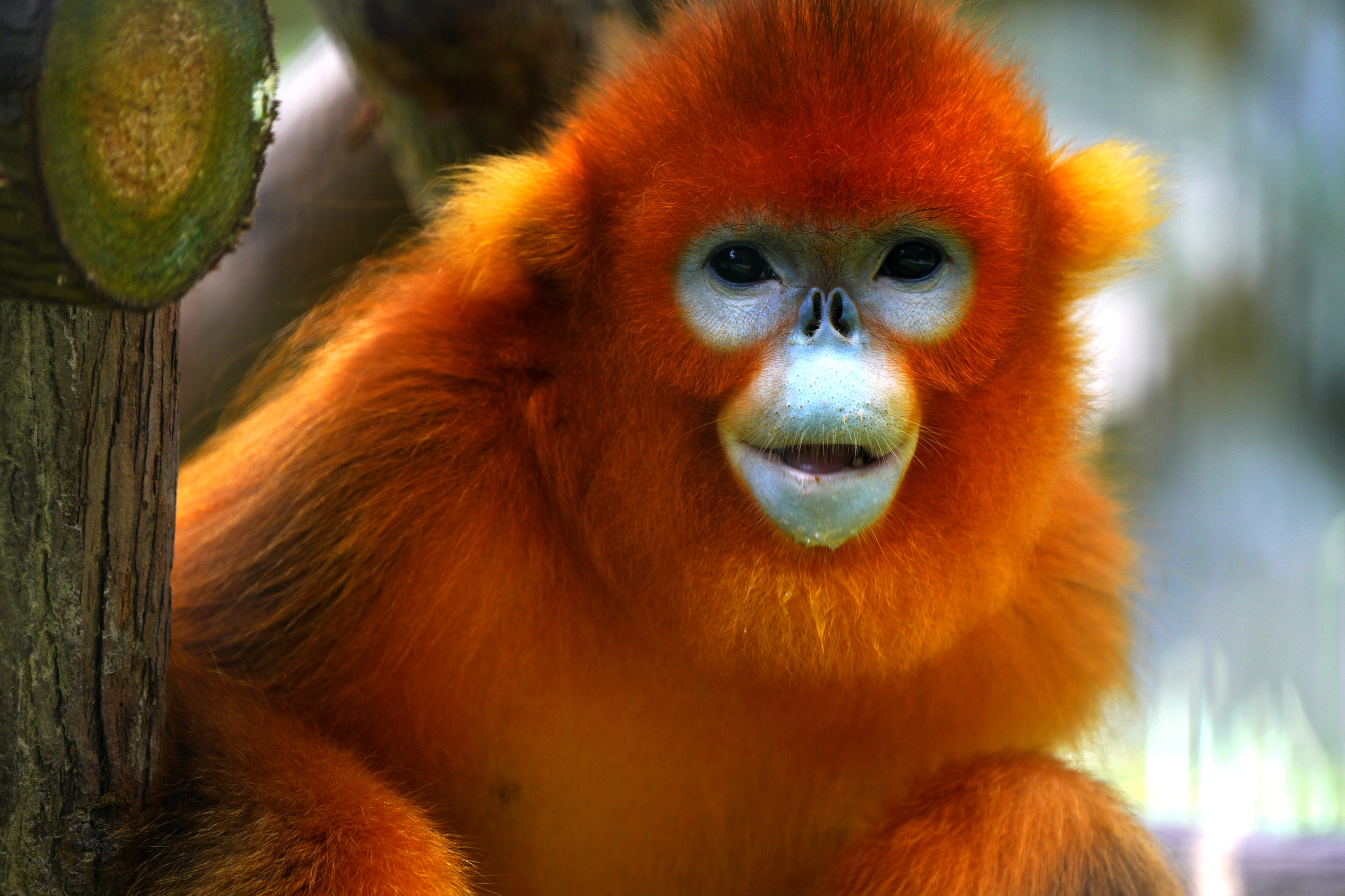 上海動物園 遺伝子技術でキンシコウの血縁関係を鑑定 写真13枚 国際ニュース Afpbb News