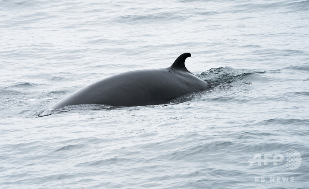 アイスランドがミンククジラ漁から撤退、捕獲数の激減で アイスランドがミンククジラ漁から撤退、捕獲数の激減で