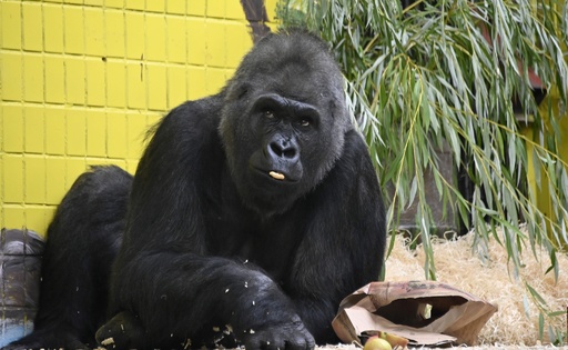さすがの貫禄？ ウクライナ唯一のゴリラが45歳の誕生日 写真5枚 国際