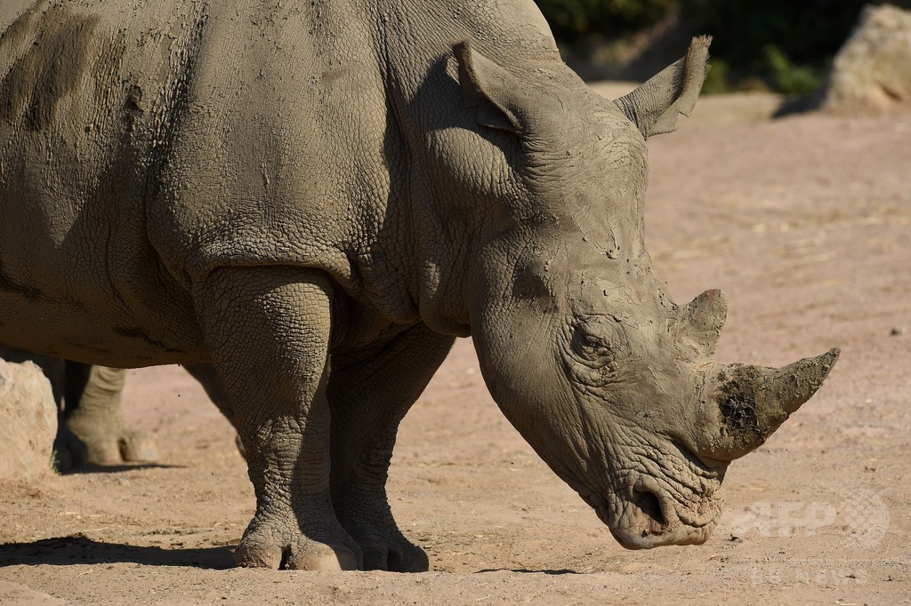 ベルギーの動物園 サイの角を短くして密猟防止へ 仏動物園の事件受け 写真1枚 国際ニュース Afpbb News