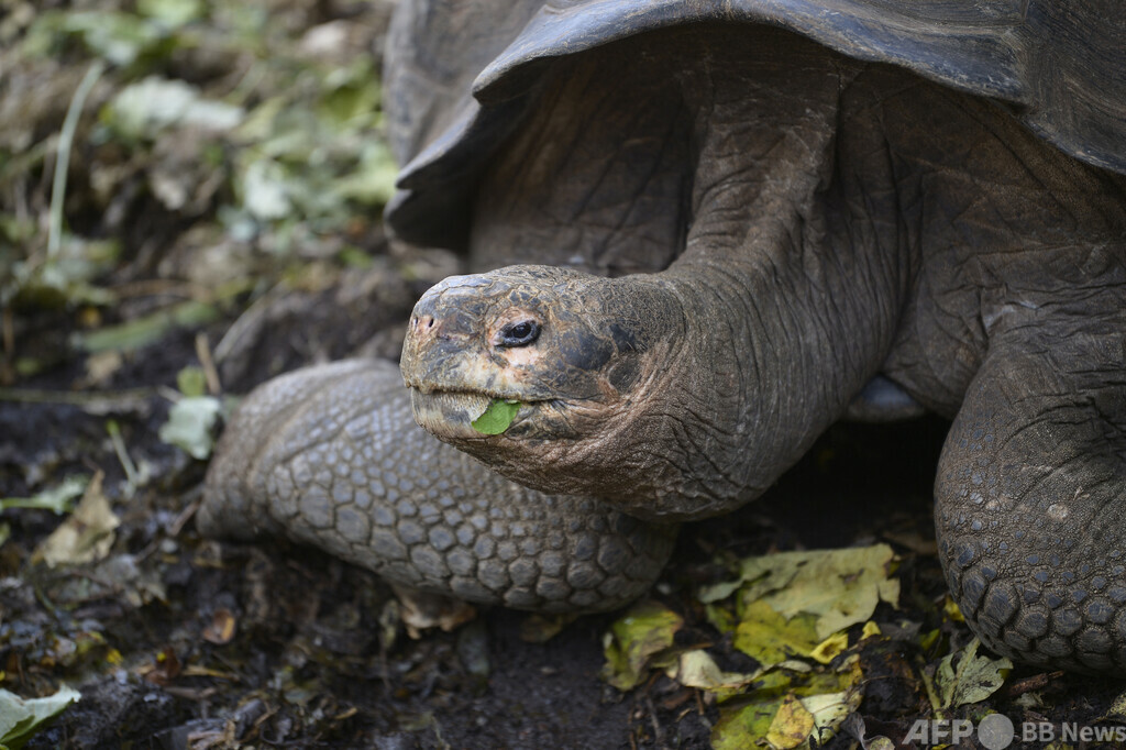 ガラパゴス諸島でゾウガメ4匹殺される、捜査開始 エクアドル 写真1枚 国際ニュース:AFPBB News