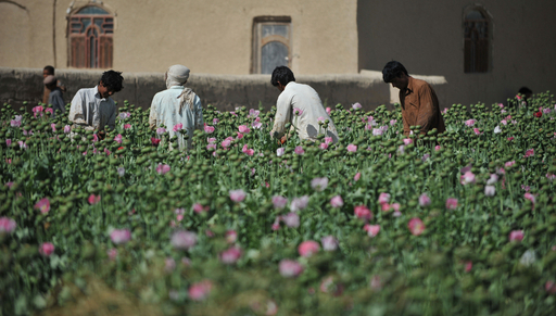 ケシ栽培から脱却できないアフガニスタンの農民 写真6枚 国際ニュース