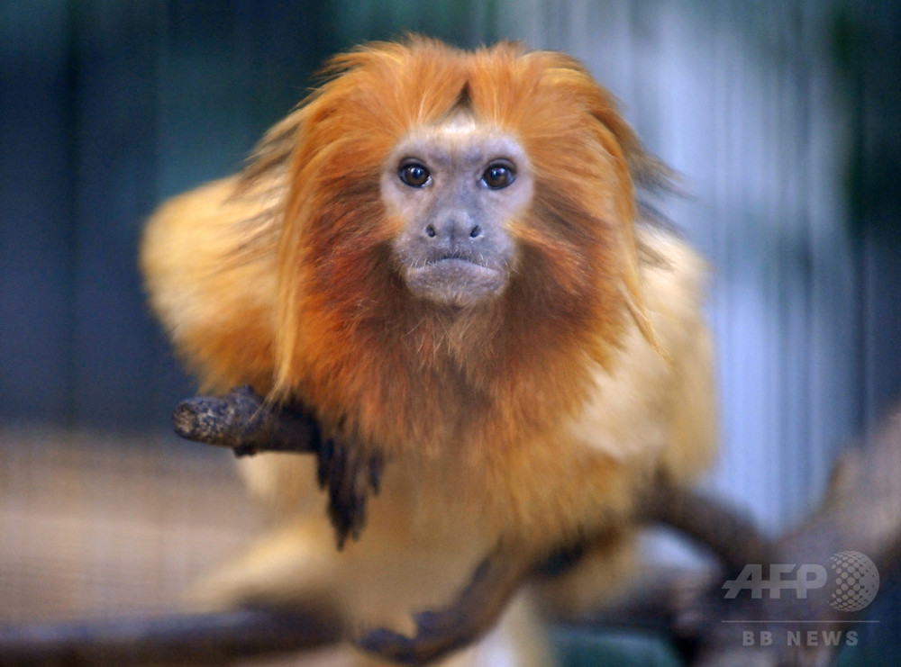 仏動物園から希少種のサル17匹盗まれる、専門知識もつ集団か 写真3枚