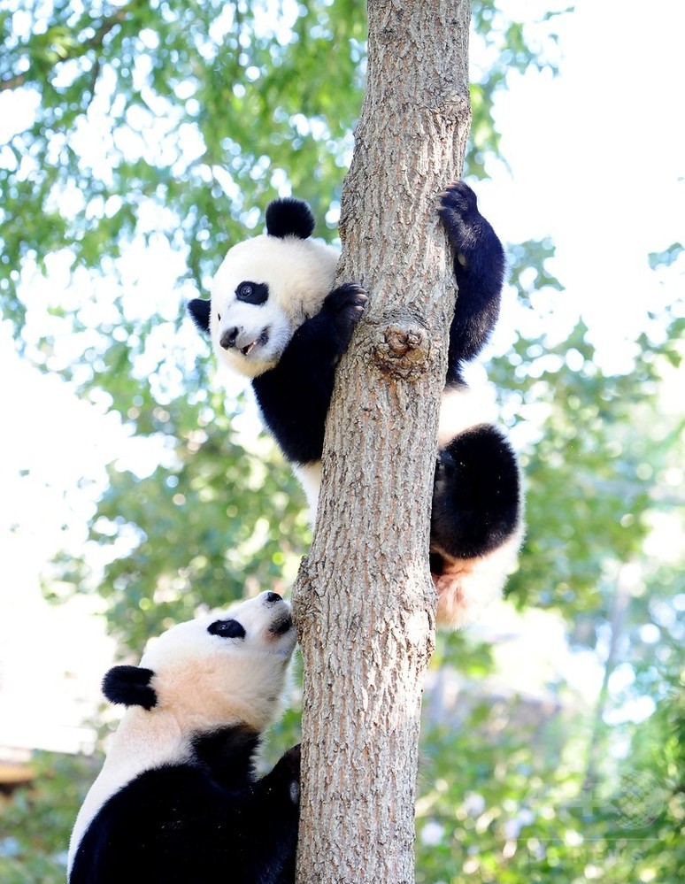 大丈夫 子パンダの木登りにヒヤヒヤ 米首都動物園 写真17枚 国際ニュース Afpbb News