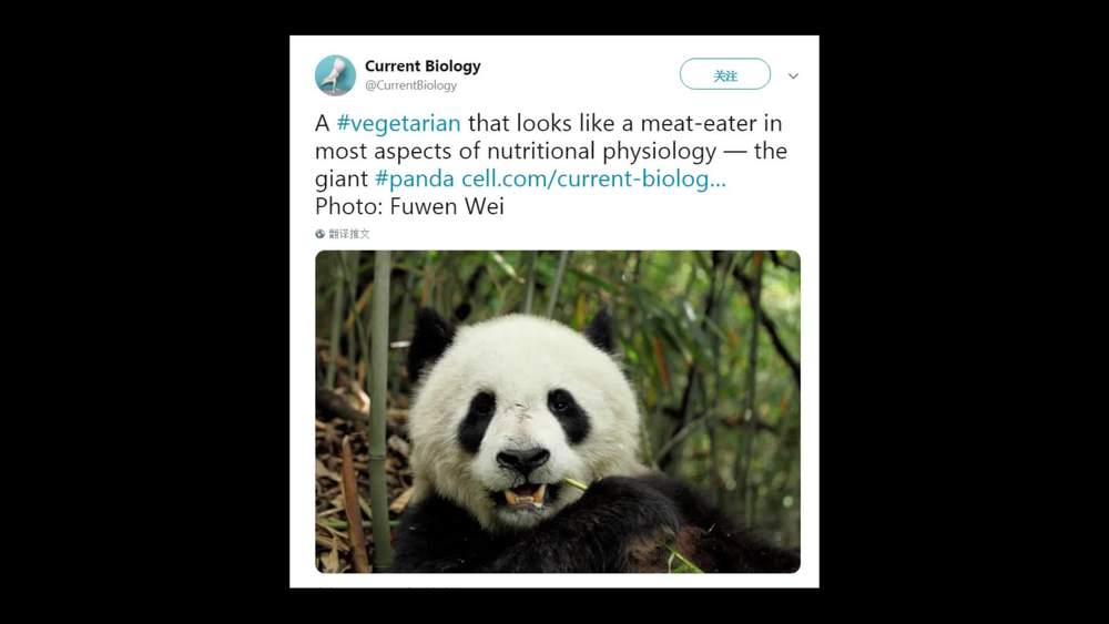 動画 パンダの栄養吸収機能 肉食動物に近かった 研究 写真1枚 国際ニュース Afpbb News