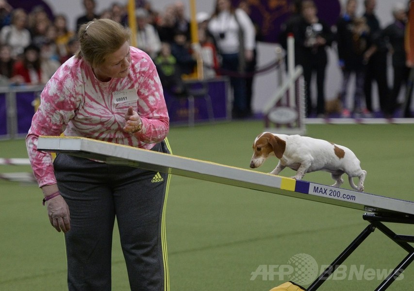 犬の機敏さ競う「アジリティ」選手権、NYで開催