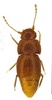 グレタ・トゥンベリさんにちなみ「Nelloptodes gretae」と命名された甲虫。ペンバリー・ブックス提供（撮影日不明、2019年10月25日公開）。(c)AFP PHOTO / PEMBERLEY BOOKS / MICHAEL DARBY