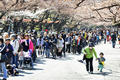 都内の上野動物園（Ueno Zoo）で1日、中国から借り受けたジャイアントパンダ、雄のリーリー（力力）と雌のシンシン（真真）の一般公開が始まり、一目見ようと3000人近くの人々が朝から長い列を作った。

2月に到着していた2頭の公開は当初3月22日の予定だったが、東日本大震災の影響で上野動物園が閉園していたため、10日遅れのお披露目となった。上野動物園では、2008年に「リンリン」が22歳（人間なら70歳に相当）で死んで以降、パンダ不在が続いていた。

写真は、リーリーとシンシンを見ようと行列に並ぶ来園者（2011年4月1日撮影）。(c)AFP/ Yoshikazu TSUNO