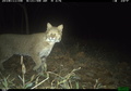 米首都ワシントンに設置されたカメラが捉えた映像。DC Cat Count/Humane Rescue Alliance提供（2019年10月9日撮影）。(c)Handout / DC Cat Count/Humane Rescue Alliance / AFP