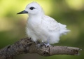 米パパハナウモクアケア保護区のミッドウェー環礁に生息するシロアジサシ（2016年9月1日撮影）。(c)AFP/SAUL LOEB

