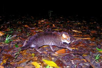 絶滅危惧種のマライヤマネコ、タイで30年ぶり発見