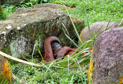 ちょっとおつかれ？絶滅危機のオランウータン シンガポール