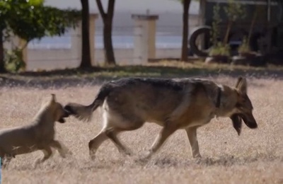 「無言の戦士」警察犬が4回目の「警察の日」迎える