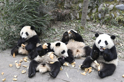 みんなかわいい　中国・四川の「パンダ幼稚園」