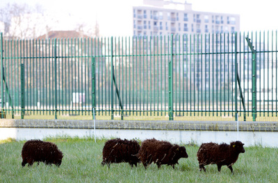 芝刈り機に代えてヒツジ4匹導入、パリ公文書館