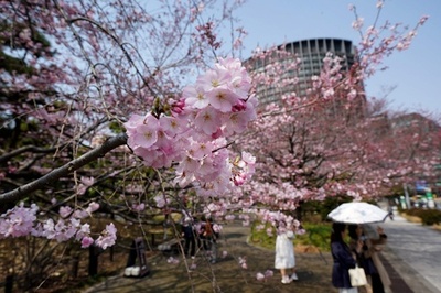 東京で桜が見頃 井の頭公園