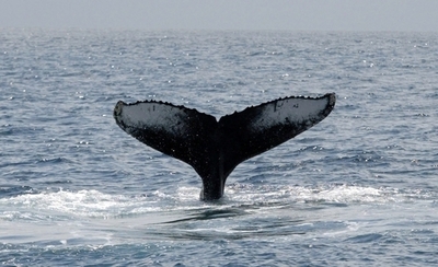 政府、IWC協議進展次第でザトウクジラの捕鯨停止の1年延長も