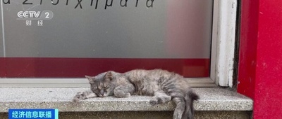 地中海の「キャットアイランド」でネココロナ発生 30万匹超が死ぬ