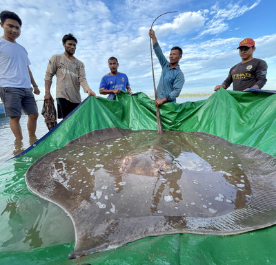 動画 体重300キロの淡水エイ発見 世界最大 淡水魚 カンボジア 写真1枚 国際ニュース Afpbb News